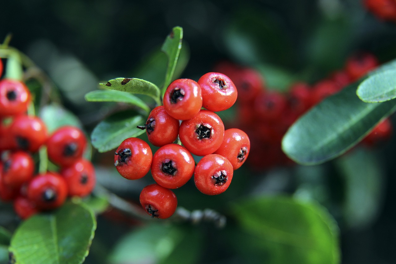 任意球破门 任意球破门